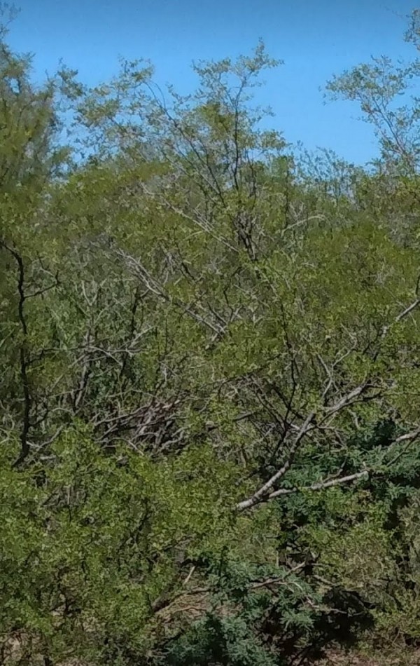 venta de campo, ubicado en " EL QUEBRACHO" 